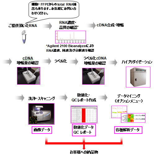 Agilent遺伝子発現解析 超微量 Ffpeサンプル 化学物質の分析 試験 評価 一般財団法人 化学物質評価研究機構 Ceri
