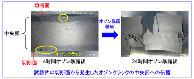 試験片の切断面から発生したオゾンクラックの中央部への伝播