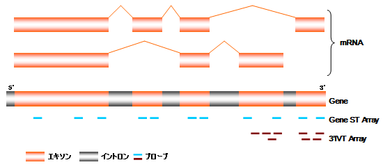 図　Gene ST Arrayのプローブ位置イメージ